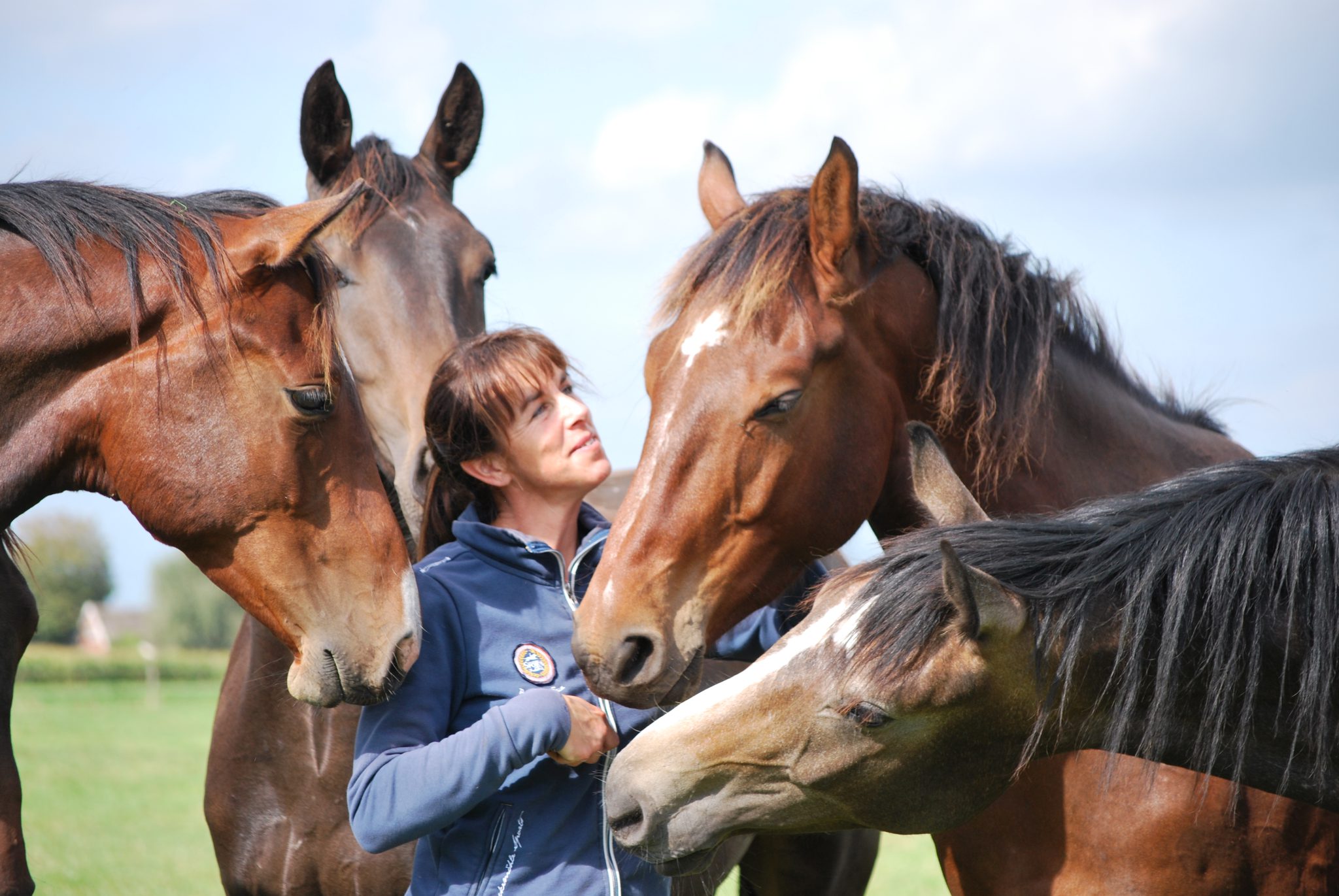 About us European Horse Trade